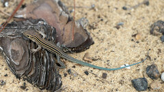Aspidoscelis sexlineatus