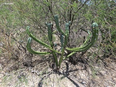 Myrtillocactus geometrizans