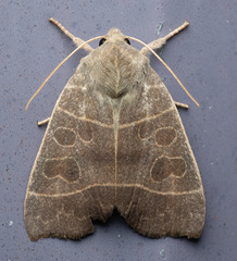 Ipimorpha pleonectusa