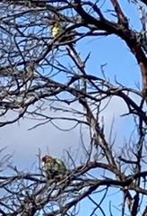 Platycercus eximius diemenensis