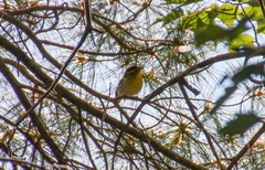 Setophaga fusca