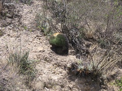 Echinocactus platyacanthus