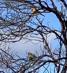 Platycercus eximius diemenensis