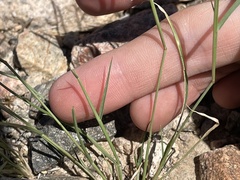 Bouteloua aristidoides