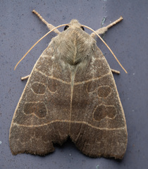 Ipimorpha pleonectusa