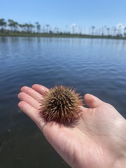 Lytechinus variegatus