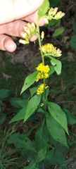 Solidago flexicaulis
