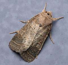 Ipimorpha pleonectusa