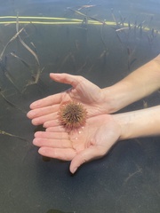 Lytechinus variegatus