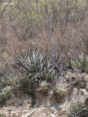 Agave difformis