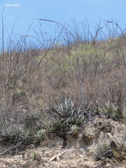Agave difformis