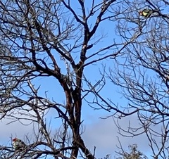 Platycercus eximius diemenensis