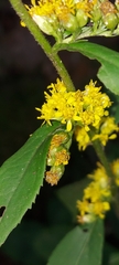 Solidago flexicaulis