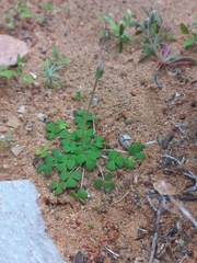 Oxalis inaequalis