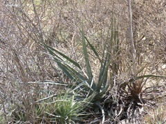 Agave difformis