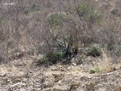 Agave difformis
