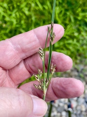 Fimbristylis dichotoma