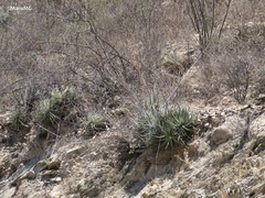 Hechtia lepidophylla