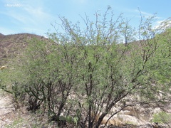Prosopis