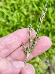 Fimbristylis dichotoma
