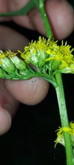 Solidago flexicaulis