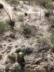 Echinocactus platyacanthus