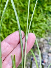 Fimbristylis dichotoma