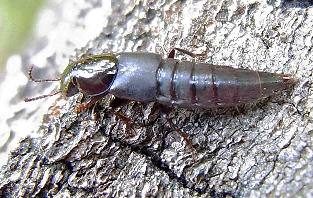 Quedius lateralis