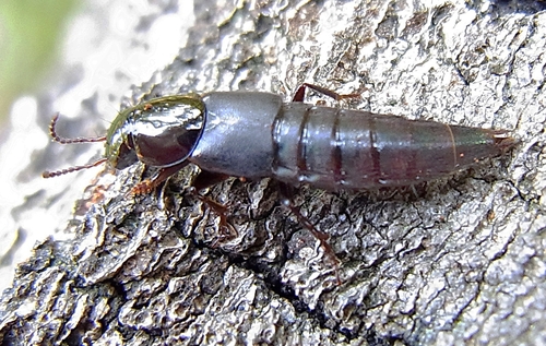 Quedius lateralis