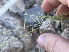 Bouteloua aristidoides