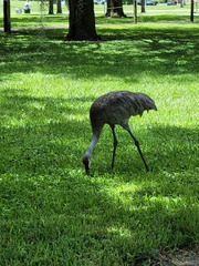 Antigone canadensis pratensis