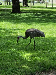 Antigone canadensis pratensis