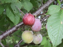 Prunus americana