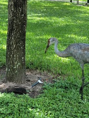 Antigone canadensis pratensis