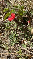 Silene laciniata