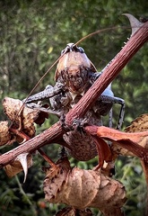 Thyreonotus corsicus