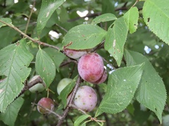 Prunus americana