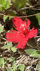 Silene laciniata