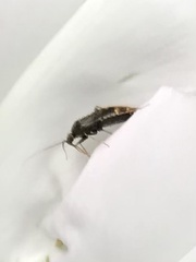 Pterygota