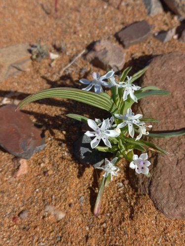 Image of Lapeirousia plicata by (c) Brian du Preez, some rights reserved (CC BY-SA)
