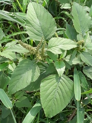 Amaranthus viridis