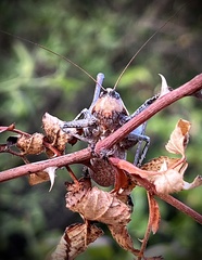 Thyreonotus corsicus