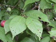 Prunus americana