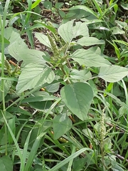 Amaranthus viridis