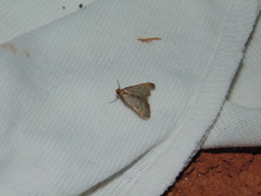 Bostra obsoletalis