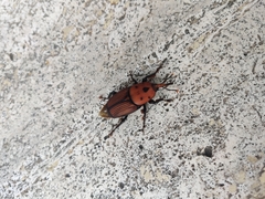 Rhynchophorus ferrugineus