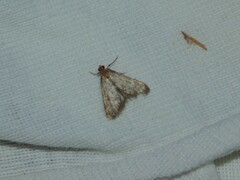 Bostra obsoletalis