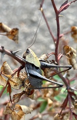 Thyreonotus corsicus