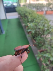 Rhynchophorus ferrugineus