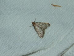Bostra obsoletalis